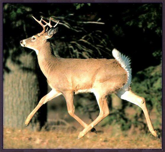 Whitetail Deer 01-Runs.jpg