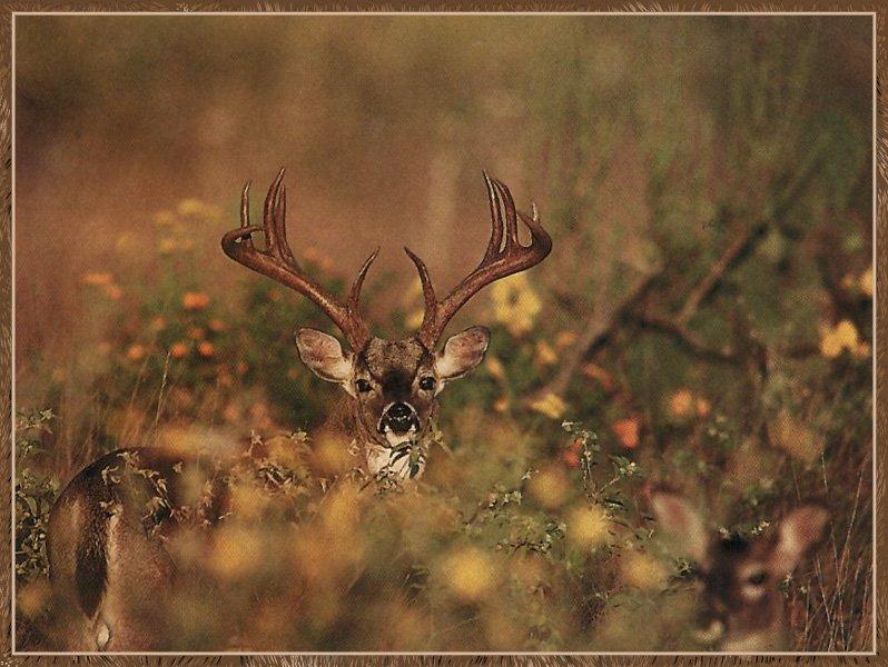 Whitetail Deer 09-Couple-Hidden-In Bush.jpg