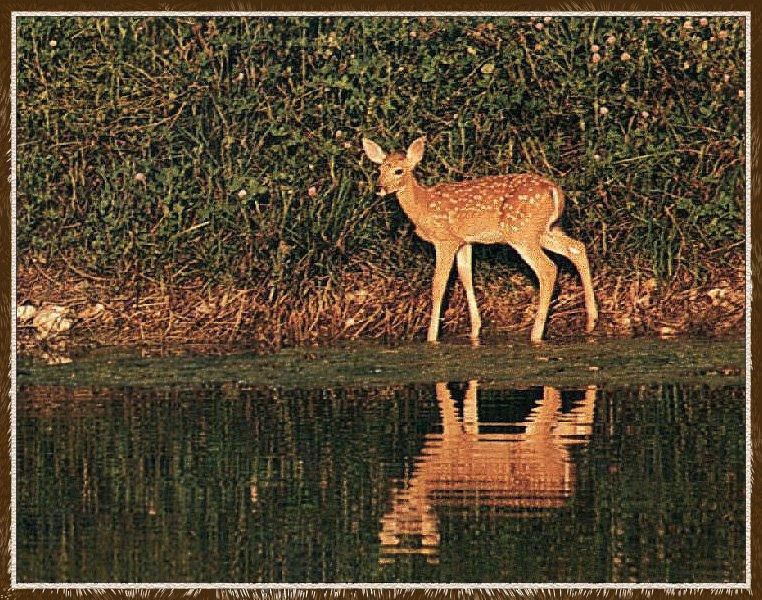 Whitetail Deer 10-Baby-By The Pond-Mirror.jpg