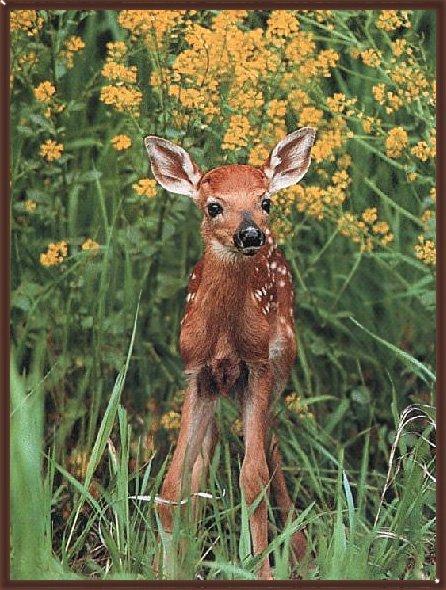 Whitetail Deer 11-Baby-Closeup-In Flower Bush.jpg