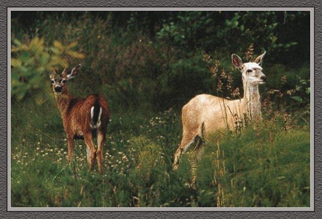 Whitetail Deer 12-2 Females-In Bush.jpg