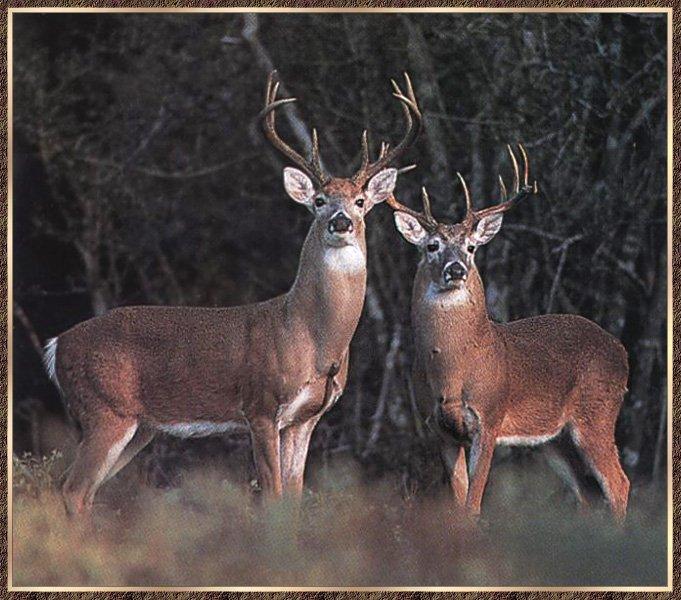 Whitetail Deer 13-2 Males-Standing.jpg