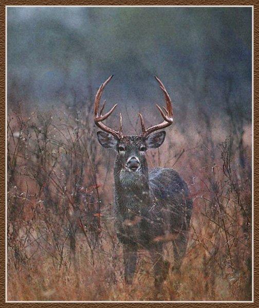 Whitetail Deer 15-Male-Standing-In Bush.jpg