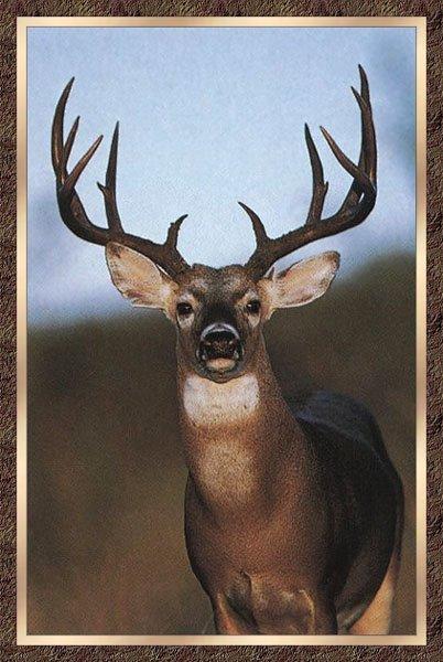 Whitetail Deer 16.jpg