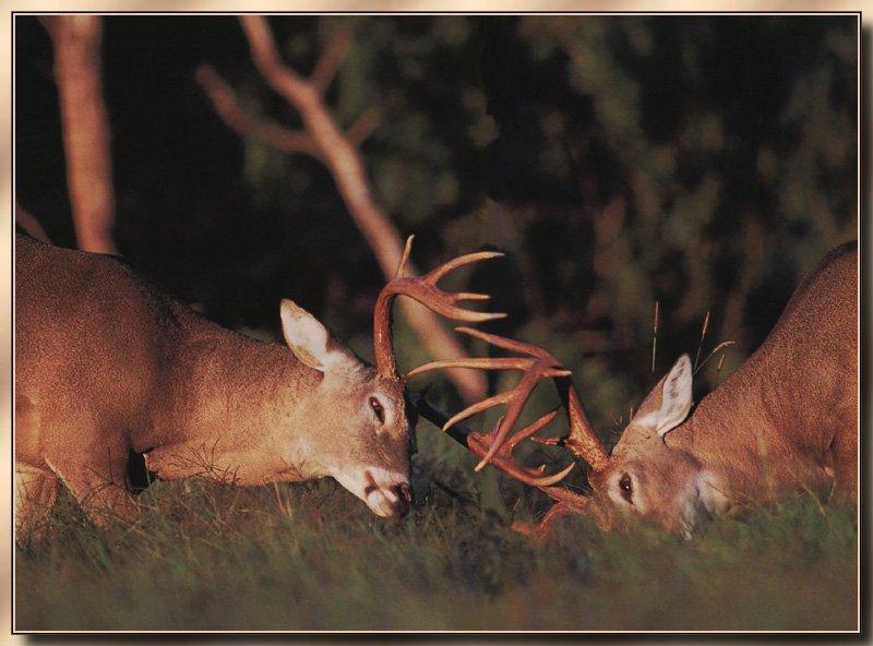 Whitetail Deer 18.jpg