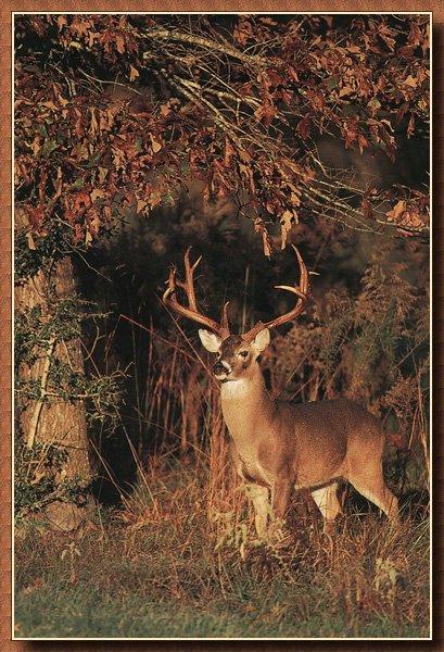 Whitetail Deer 19.jpg