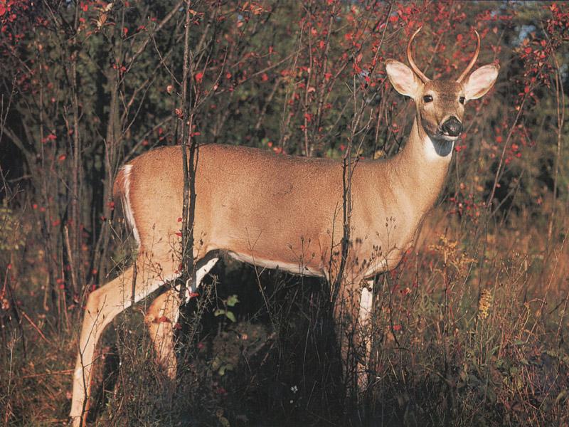 Whitetail Deer 77-In Forest.jpg
