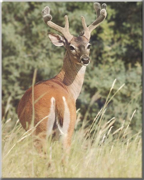 Whitetail Deer 090-Looks back-In grassland.jpg