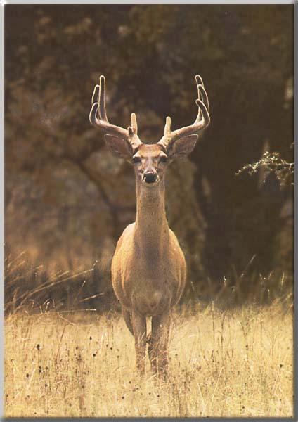 Whitetail Deer 091-Standing on grassland-Portrait.jpg