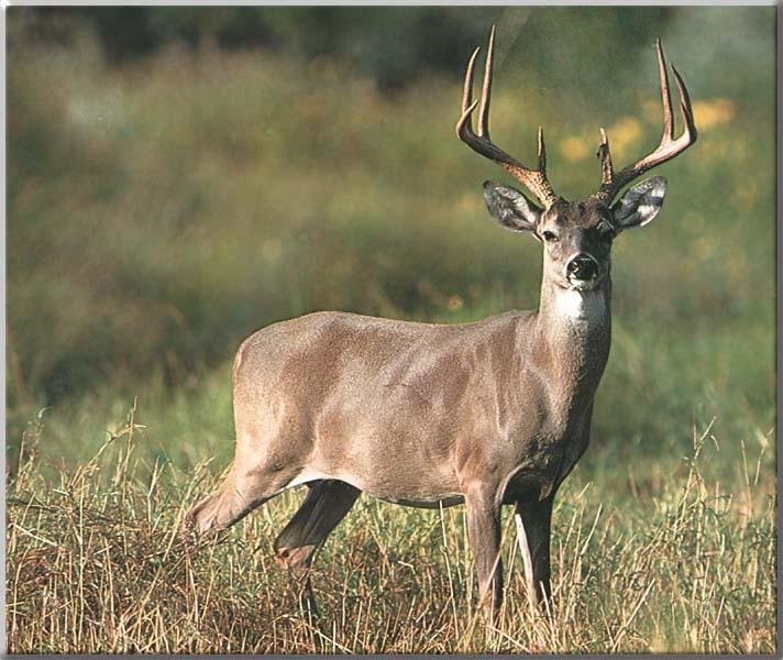 Whitetail Deer 103-Standing in tall grassland-Portrait.JPG