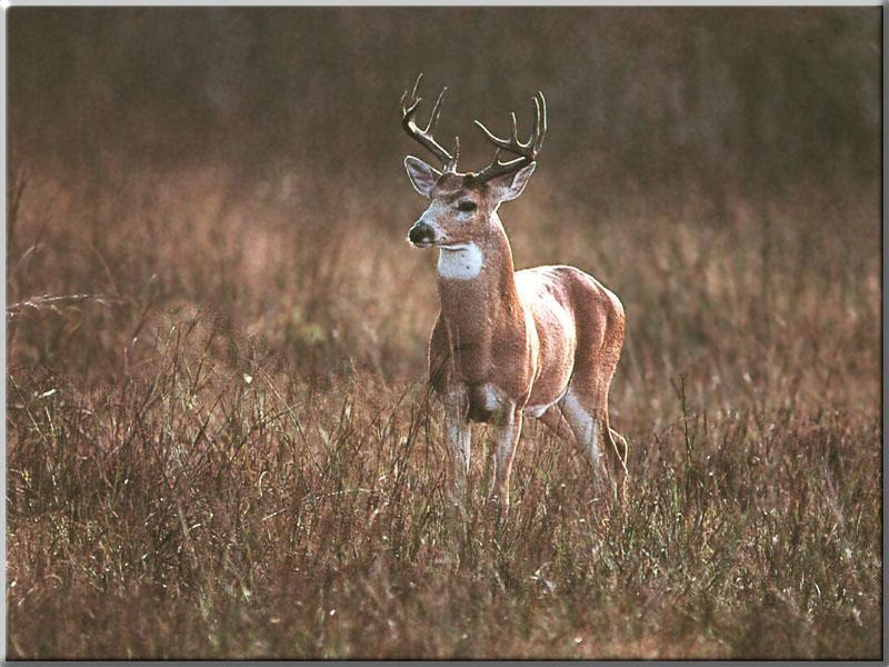 Whitetail Deer 110-standing on tall grassland.JPG