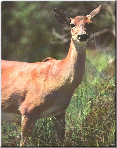 Whitetail Deer 111-Closeup-In bush.JPG