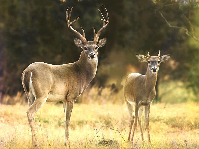 Whitetail Deer 117-pair on grassland.JPG