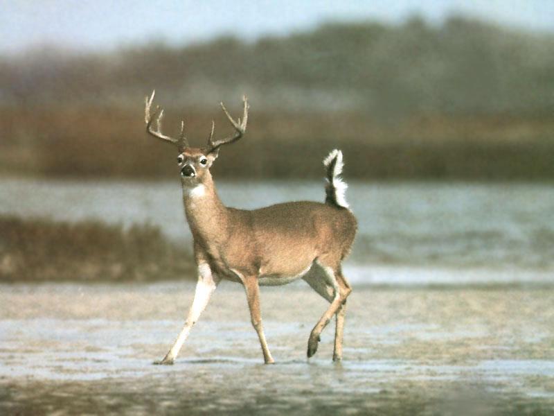 Whitetail Deer 122-walks on muddy ground.JPG