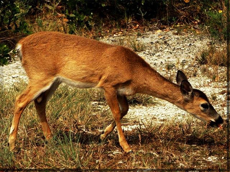 Whitetail Deer AK062.jpg