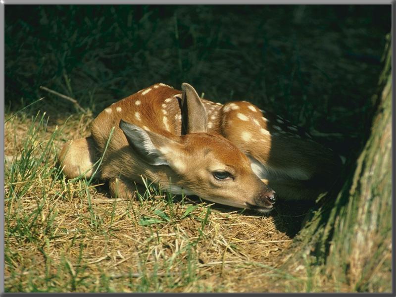 Whitetail Deer Young-Resting.jpg