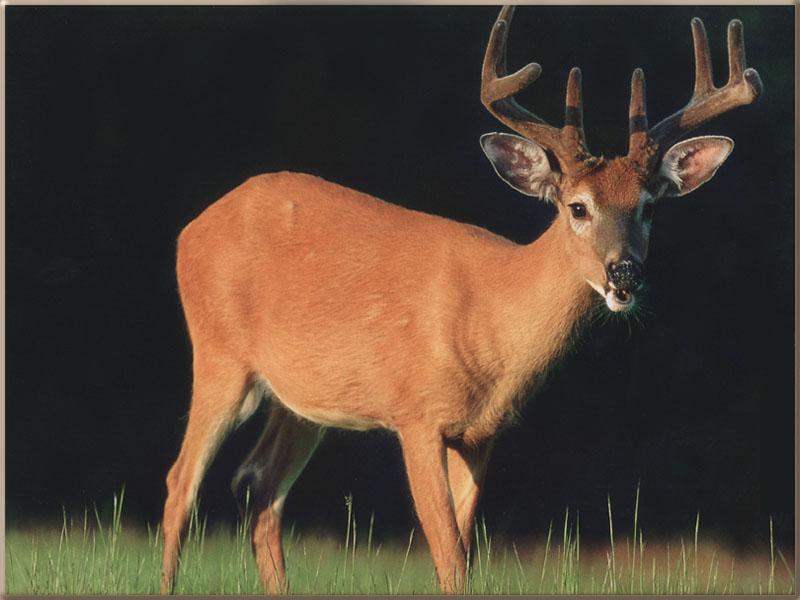 Whitetail Deer 47-Closeup.jpg