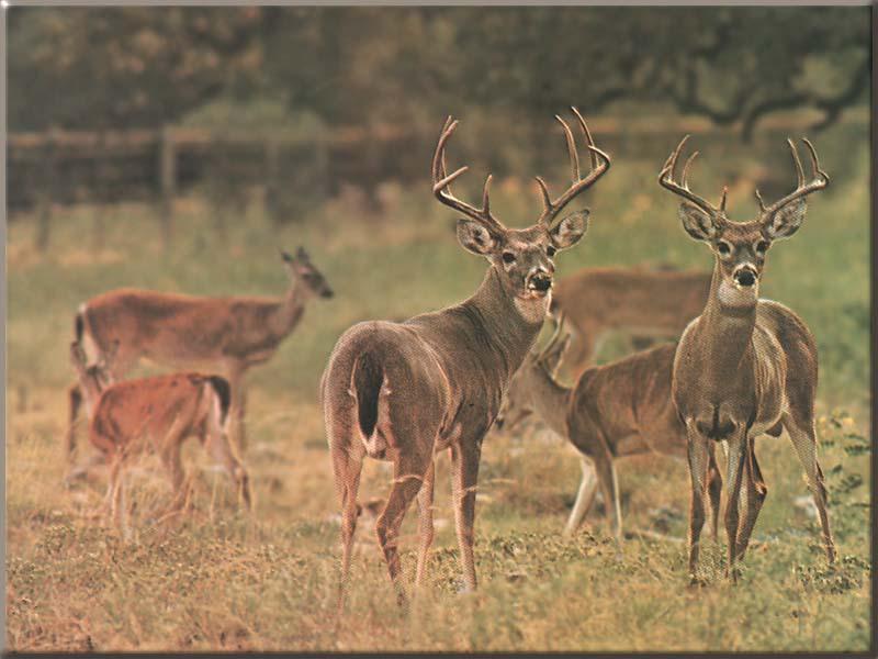 White-tailed Deer 36-Family herd on grassland.jpg