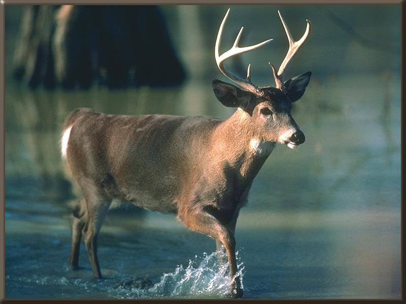 White-tailed Deer 22-Walking in stream.jpg