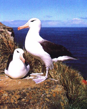 2 Black-Browed Albatrosses-On Cliff.jpg
