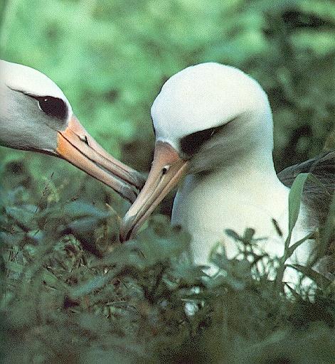 albatro3-Black-browed Albatrosses-lovely pair face closeup.jpg
