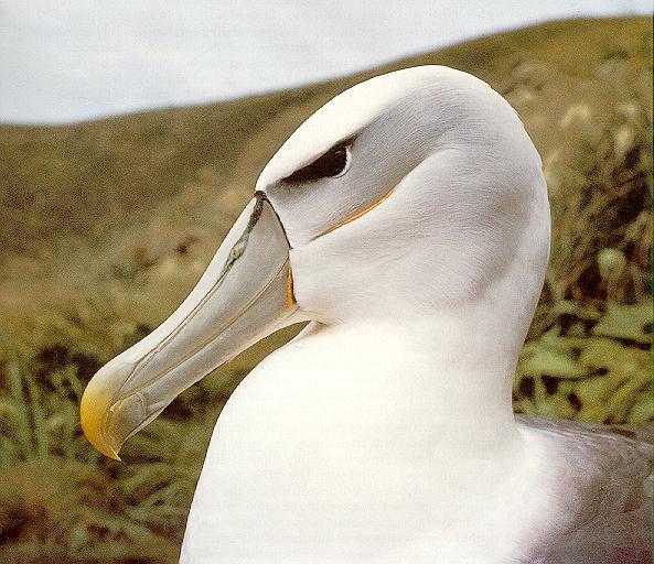 Albatros-Black-browed Albatross-face closeup.jpg