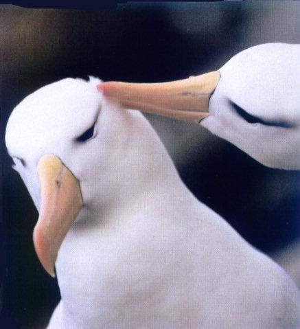 lj Joe McDonald Black-browed Albatross Pair.jpg