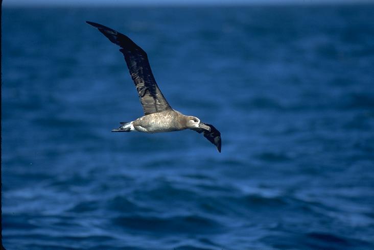 Black-footed Albatross Pacific Ocean.jpg
