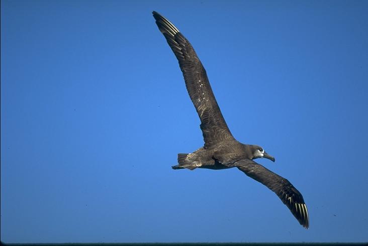 Black-footed Albatross Pelagic-trip-out-of-Depot Bay Pacific Ocean.jpg