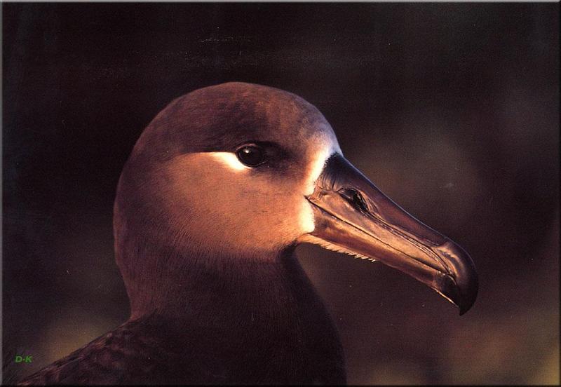 dk 137 Black-footed albatross.jpg