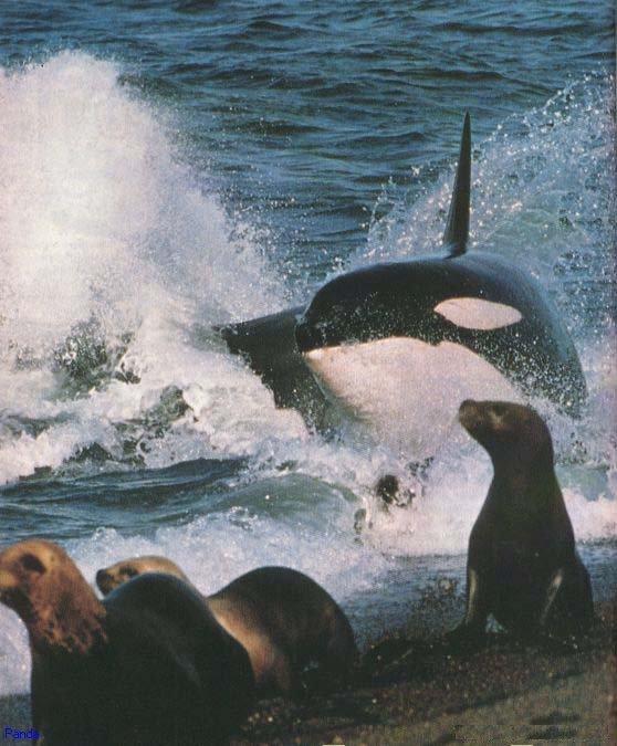  orca3-hunting fur seals.jpg