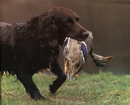 Hund and Duck-Retriever hunted a mallard duck.jpg