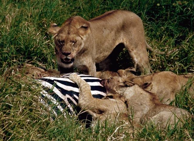 Lions Caught Zebra.jpg