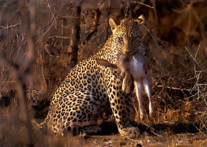 p-wc44-African Leopard-hunted a Rabbit.jpg