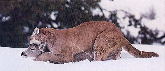 wildcat09-Cougar Hunting Deer.jpg