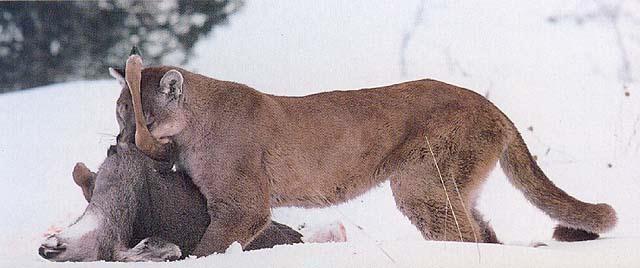 wildcat10-Cougar Hunting Deer.jpg
