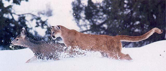 wildcat11-cougar Catch Prey.jpg