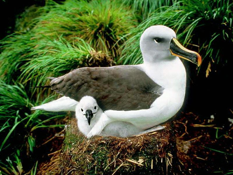 BABY19-Gray-headed Albatrosses-mom and chick.jpg