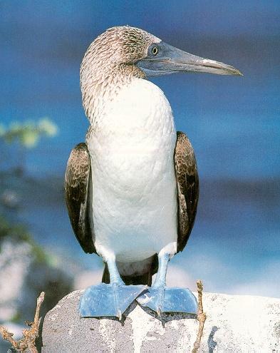 Blue-footed booby 01-on rock.jpg