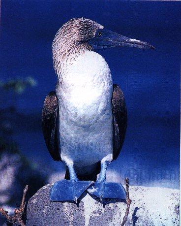 Blue-Footed Booby 2.jpg
