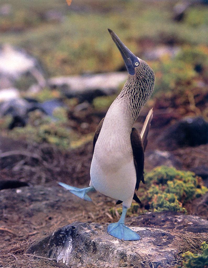 lj Blue-footed Booby\'s Courtship Dance-Galapagos.jpg