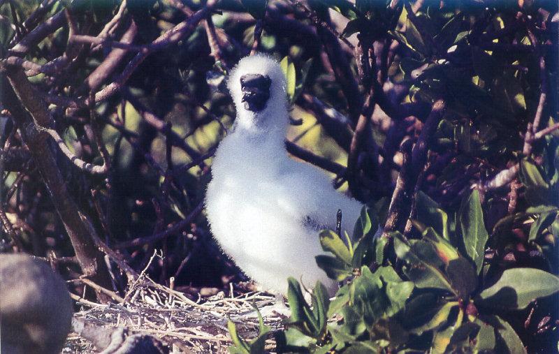lj Galapagos Protected Resident.jpg