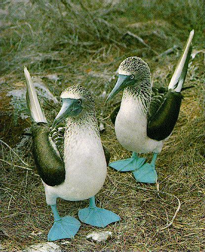 Twoblue-Blue-footed Booby-pair closeup.jpg