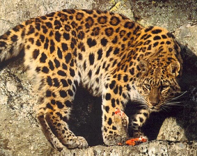 Amur Leopard 1.jpg
