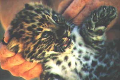 nadia5-leopard.jpg