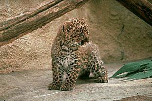 SDZ 0007-Cute-Leopard-Cub.jpg