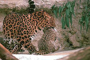 SDZ 0029-Leopards-Mom-Carrying Baby-In Mouth.jpg