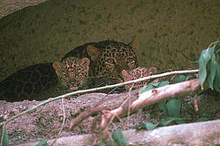 SDZ 0035-Leopards-Mom and babies.jpg