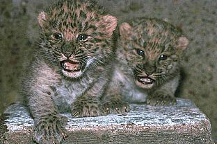 SDZ 0036-Leopards- Two Cute Cubs.jpg
