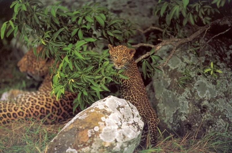 jrw 014 Leopard cub.jpg